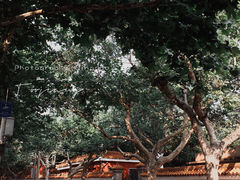-信号山公园