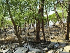 -宝安西湾红树林湿地公园