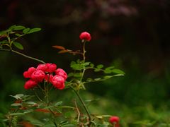 -大渡口区义渡公园