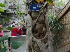 -北京植物园-展览温室