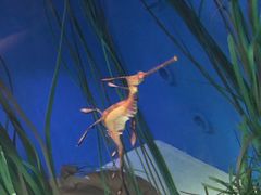 -悉尼海洋生物水族馆