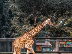 -沈阳森林动物园