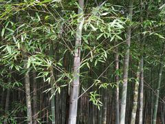 -上海佘山国家森林公园西佘山园