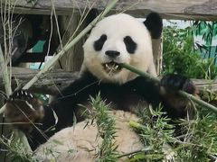 -西霞口神雕山野生动物世界