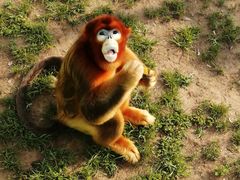 -西霞口神雕山野生动物世界