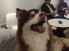 -Let's go狗咖·猫咖·奶狗·桌游(春熙路IFS店)
