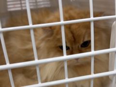 -安安宠医宠物医院·异宠·犬猫内科(岳阳分院)