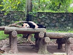-都江堰中华大熊猫苑