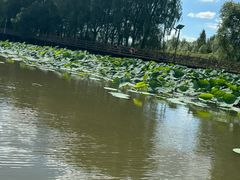 -白渔泡湿地公园