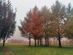 -仁和公园(顺义区)