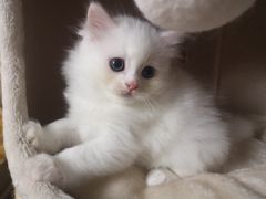 -纳吉亚猫专科动物诊疗中心(蒋宅口分院)