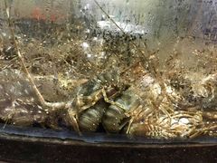 -龙悦湾酒家·八阵鱼生·渔人码头店