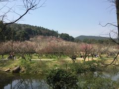 -香雪海
