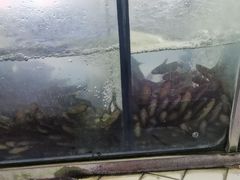-稻香村鱼庄