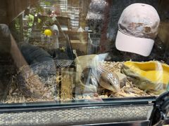 -酷以爬仙阁实体爬宠店·守宫·蜥蜴·专业繁育