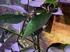 -正佳雨林生态植物园