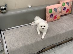 -安安宠医宠物医院·异宠·犬猫内科(岳阳分院)