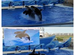 -上海海昌海洋公园
