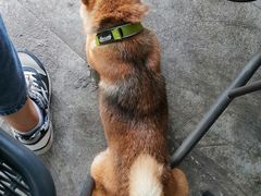 -柴犬高等学院·狗咖·柴犬售卖·宠物训练