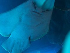 -迪拜水族馆及水下动物园