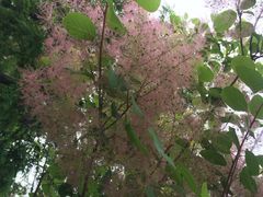 园博园-济南国际园博园