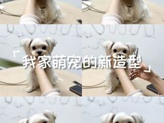 -鑫艺宠物美容培训学校