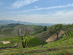 -龙坞茶村
