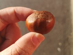 -二斗栗子(西湖道店)