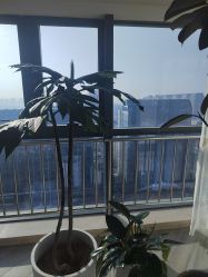 -HEYAN荷妍专业脱毛连锁机构