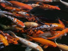 -龙悦湾酒家·八阵鱼生·渔人码头店