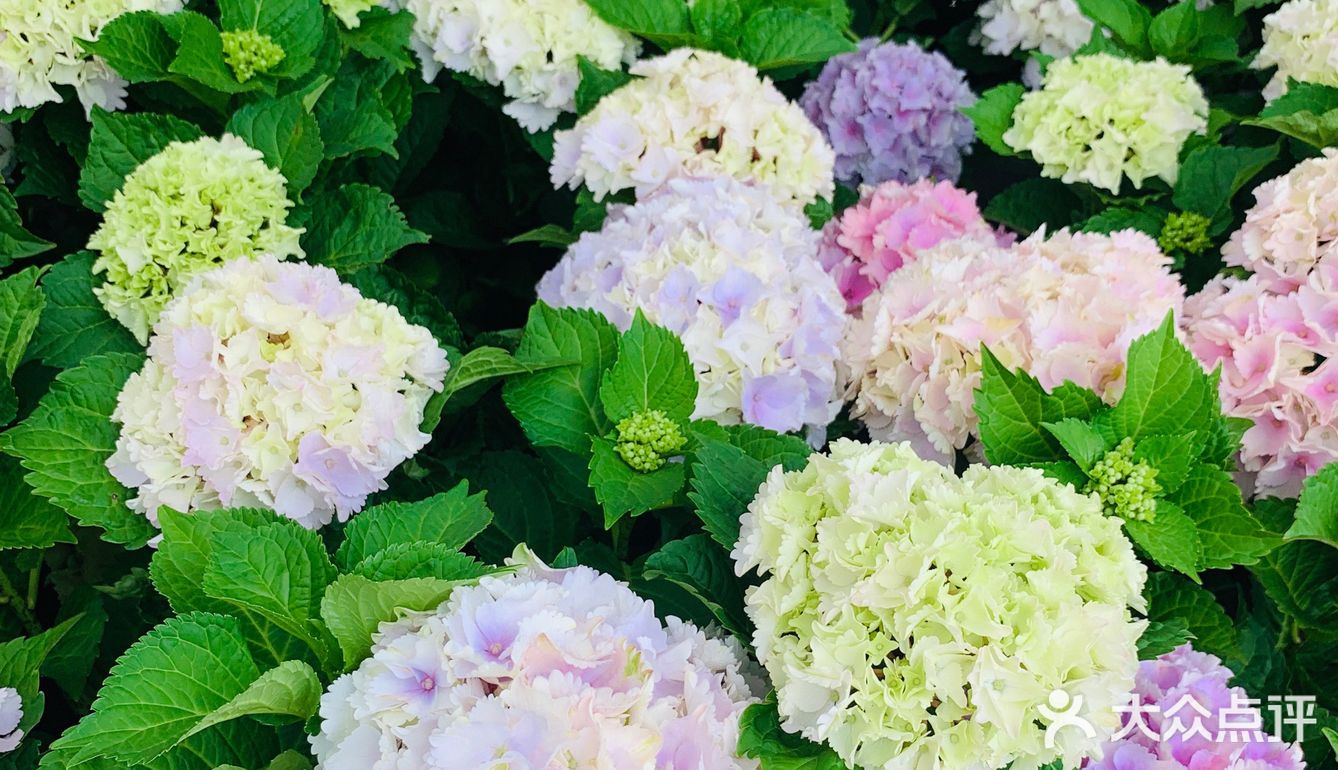 娇艳欲滴の夏日鲜花打卡地🌹