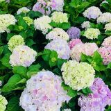 娇艳欲滴の夏日鲜花打卡地🌹
