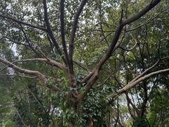 -东莞植物园