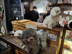 -more than meow吴止猫主题餐厅(承德 中船汇店)