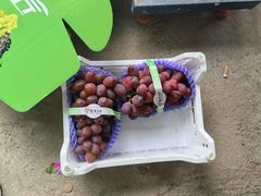 -马陆小张葡萄园农家乐