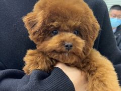 -安安宠医·安烨宠物医院·宠物保险(北仑分院)