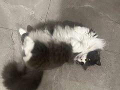 -博特宠物医院24h犬猫全科.骨科·异宠