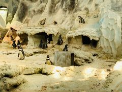 -帝企鹅自助餐厅•儿童岛•真企鹅(长隆企鹅酒店)