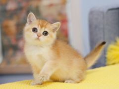 -Bastet sally猫舍购宠(静安店)