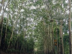 -海南热带雨林国家公园吊罗山景区