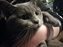 -猫猫幼稚园·撸猫·桌游·电玩