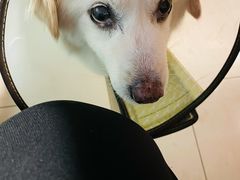 -仁普宠物诊所(住友昌盛新苑店)