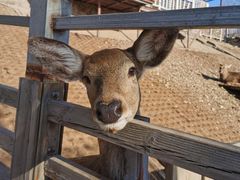 -北京鹿世界主题园
