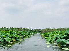 -荷塘月色湿地公园·向阳花洲