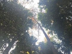 -铁山坪森林公园