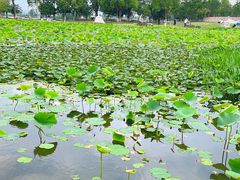 -滆湖低碳生态公园