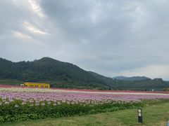 -径山花海