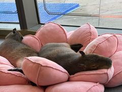 -FAIRYLAND龙族星球主题餐厅(凯丹广场店)