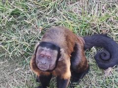 -西霞口神雕山野生动物世界