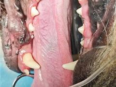 -瑞鹏宠物医院·骨科·猫科·内科(第一中心)
